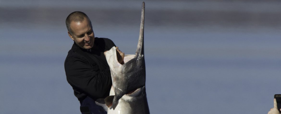 Spoonbill fishing on Grand Lake